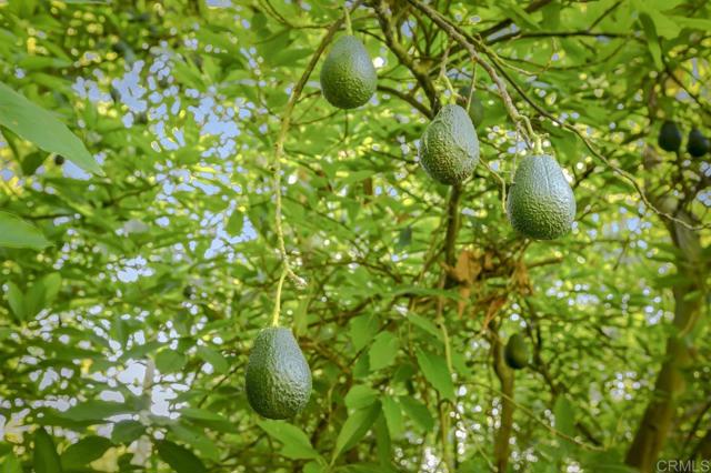 6036 Rainbow Heights Road, Fallbrook CA: https://media.crmls.org/mediaz/51c7a313-20c4-43ec-9aa6-358556615d3a.jpg