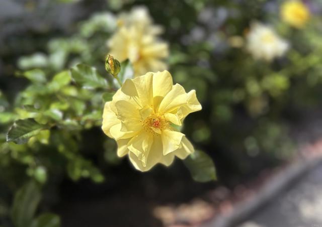 Detail Gallery Image 18 of 31 For 3890 Vista Campana #78,  Oceanside,  CA 92057 - 2 Beds | 1/1 Baths