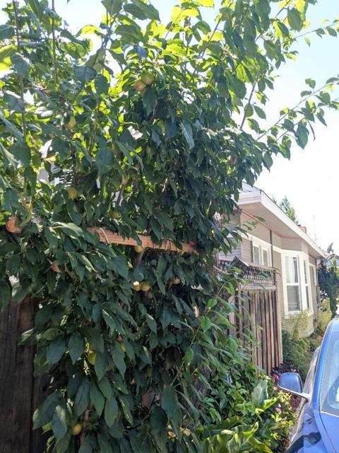 160 N 11th Street, San Jose CA: https://media.crmls.org/mediaz/526835ab-e1ea-4d51-a832-a2a9d994399a.jpg