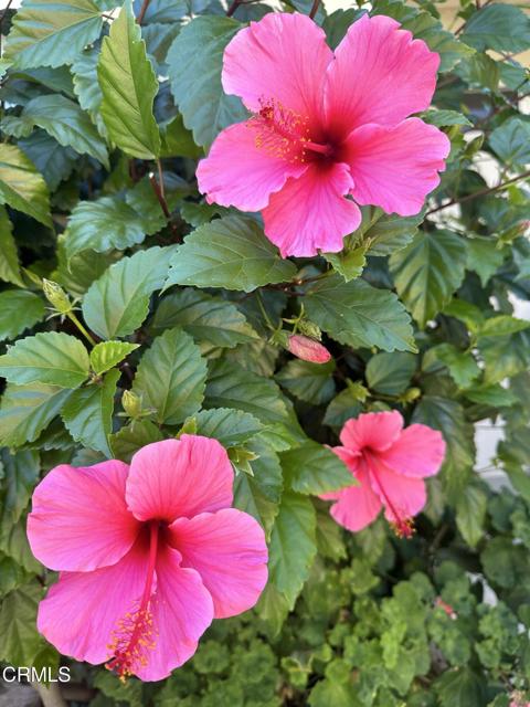 Detail Gallery Image 26 of 41 For 13 W Garden Gr, Port Hueneme,  CA 93041 - 2 Beds | 2 Baths