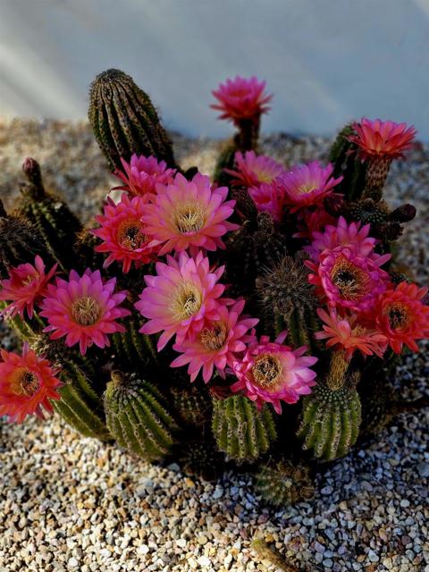 Detail Gallery Image 16 of 23 For 0 Brawley Ave, Jacumba,  CA 91934 - – Beds | – Baths