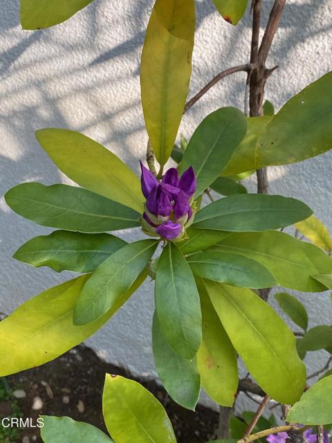 Detail Gallery Image 30 of 46 For 378 Grand Ave, Monrovia,  CA 91016 - 4 Beds | 2/1 Baths