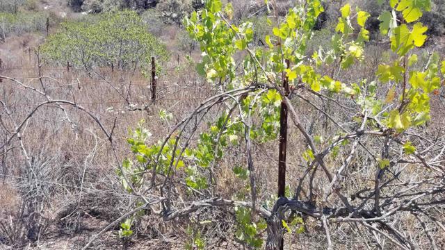 12526 SW BOULDER MT RD, Poway CA: https://media.crmls.org/mediaz/533c56ca-b86a-4b6d-bb5f-e96aa7b7d276.jpg