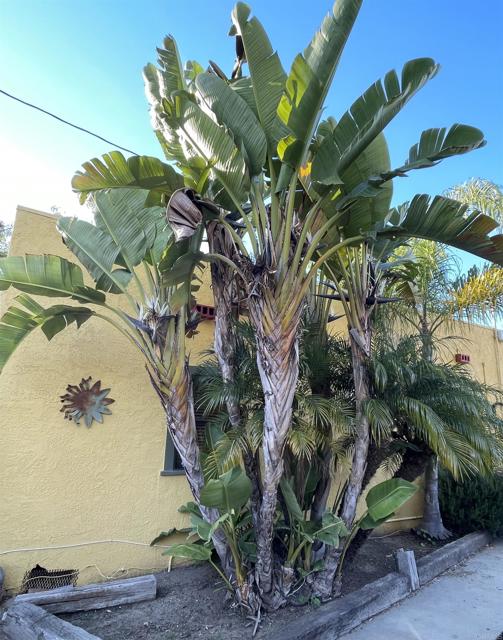 Detail Gallery Image 39 of 47 For 121 E Warner St, Ventura,  CA 93001 - 2 Beds | 1 Baths