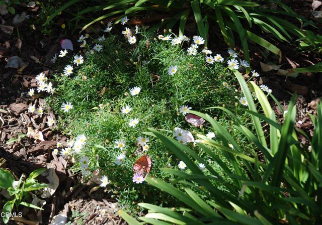 Detail Gallery Image 31 of 35 For 4388 E Central Ave #63,  Camarillo,  CA 93010 - 2 Beds | 2 Baths