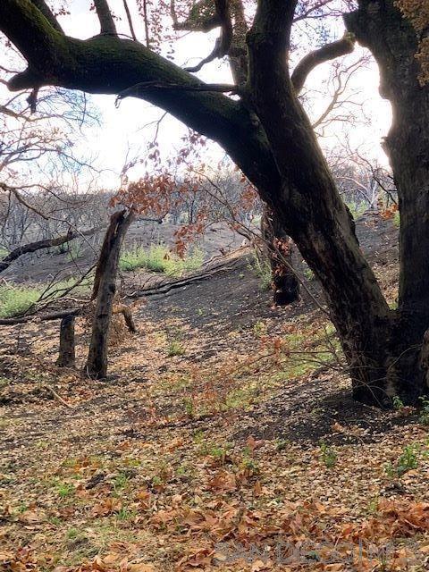 0 Bunny Dr., Jamul CA: https://media.crmls.org/mediaz/54c17f22-fa14-42f1-88fe-3c476a4cc3c6.jpg