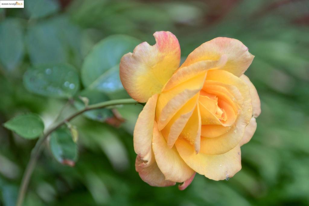 https://media.crmls.org/mediaz/54f43866-c52d-4307-b4f6-b856db7636d1.jpg?preset=X-Large