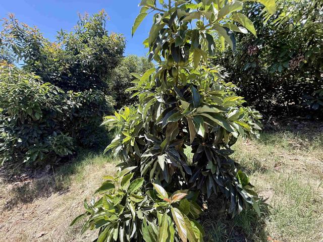 39182 Daily Road, Fallbrook CA: https://media.crmls.org/mediaz/55208a12-b4bf-408b-822e-9b287f13a483.jpg