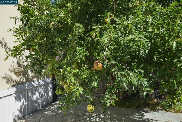 55 Pacifica Ave, Bay Point CA: https://media.crmls.org/mediaz/55321855-ef32-45f0-8bec-d43c83754bbb.jpg