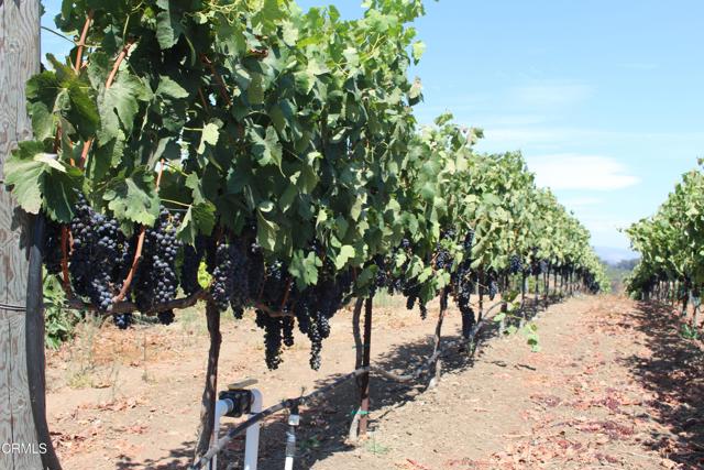 Detail Gallery Image 52 of 72 For 6150 Baja Vista Dr, Somis,  CA 93066 - 7 Beds | 5/2 Baths