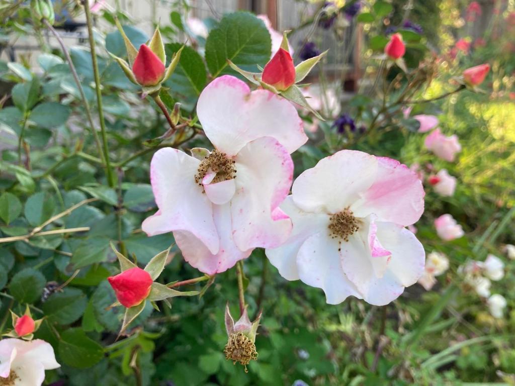 https://media.crmls.org/mediaz/5567017f-5279-49d8-82f9-8ea2b1fa5212.jpg?preset=X-Large