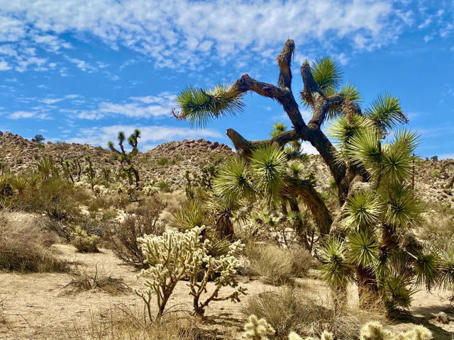 104 Bandera Road, Yucca Valley CA: https://media.crmls.org/mediaz/556d5200-5602-4c23-8354-81ed62d74d0d.jpg