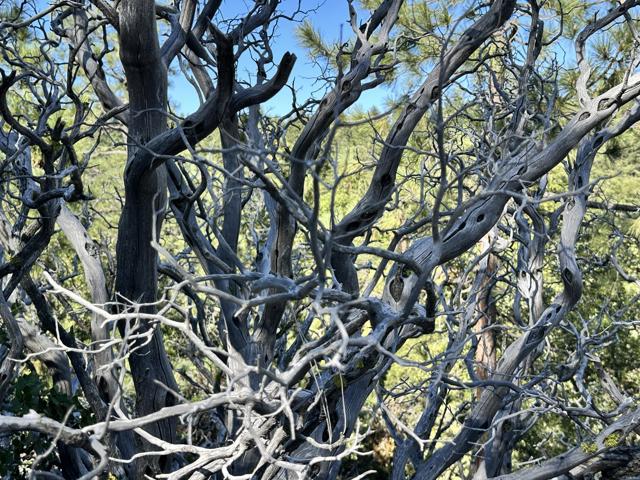 0 Mountain View, Idyllwild CA: https://media.crmls.org/mediaz/55b58444-b16a-49fa-92ee-a6c2c88ec8e7.jpg