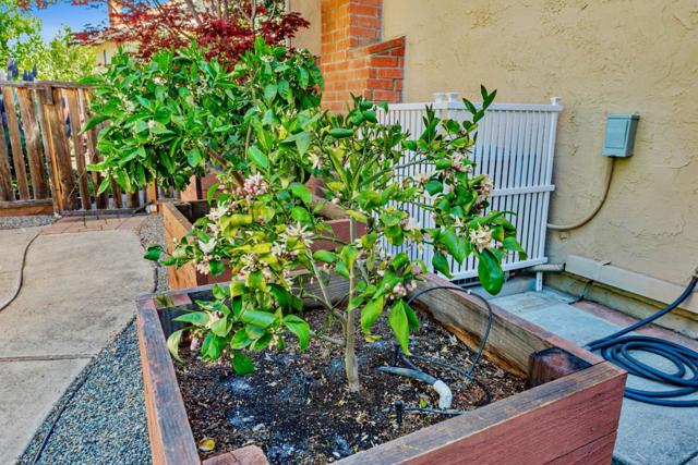 663 Lambeth Court, Sunnyvale CA: https://media.crmls.org/mediaz/560706b2-a864-449e-88fa-abc359b7496b.jpg