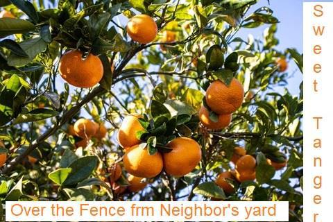 1528 Willowdale Drive, San Jose CA: https://media.crmls.org/mediaz/560a9b46-a824-4438-80bc-000a65639886.jpg