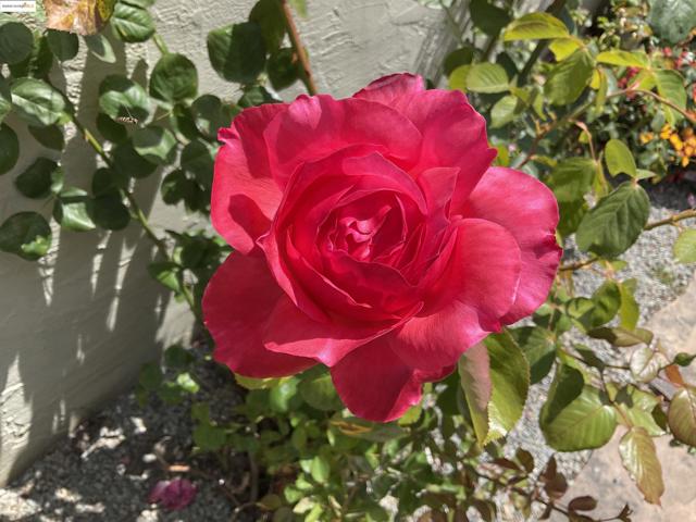 4091 Garden Rd, El Sobrante CA: https://media.crmls.org/mediaz/562ae32b-6e15-4e79-8970-d7ac1889641e.jpg