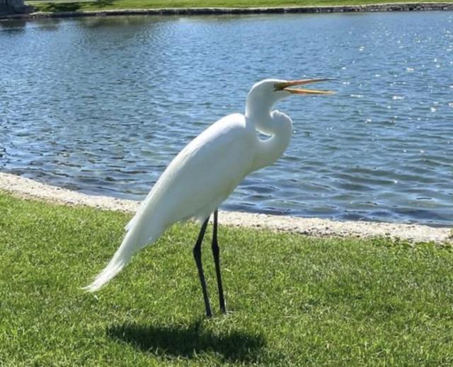 74711 Dillon Rd Spc 726, Desert Hot Springs CA: https://media.crmls.org/mediaz/56a02882-7920-4022-a32d-d322478e46eb.jpg