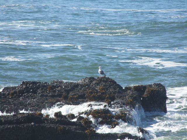 10247 Cabrillo Highway, Pescadero CA: https://media.crmls.org/mediaz/56f38bbf-b16d-4f89-83d1-3e300b68707d.jpg