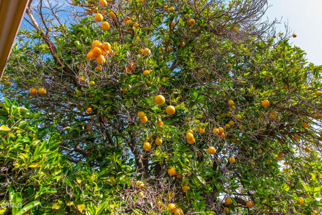 Detail Gallery Image 49 of 51 For 5275 N Creston Ln, Somis,  CA 93066 - 4 Beds | 3 Baths