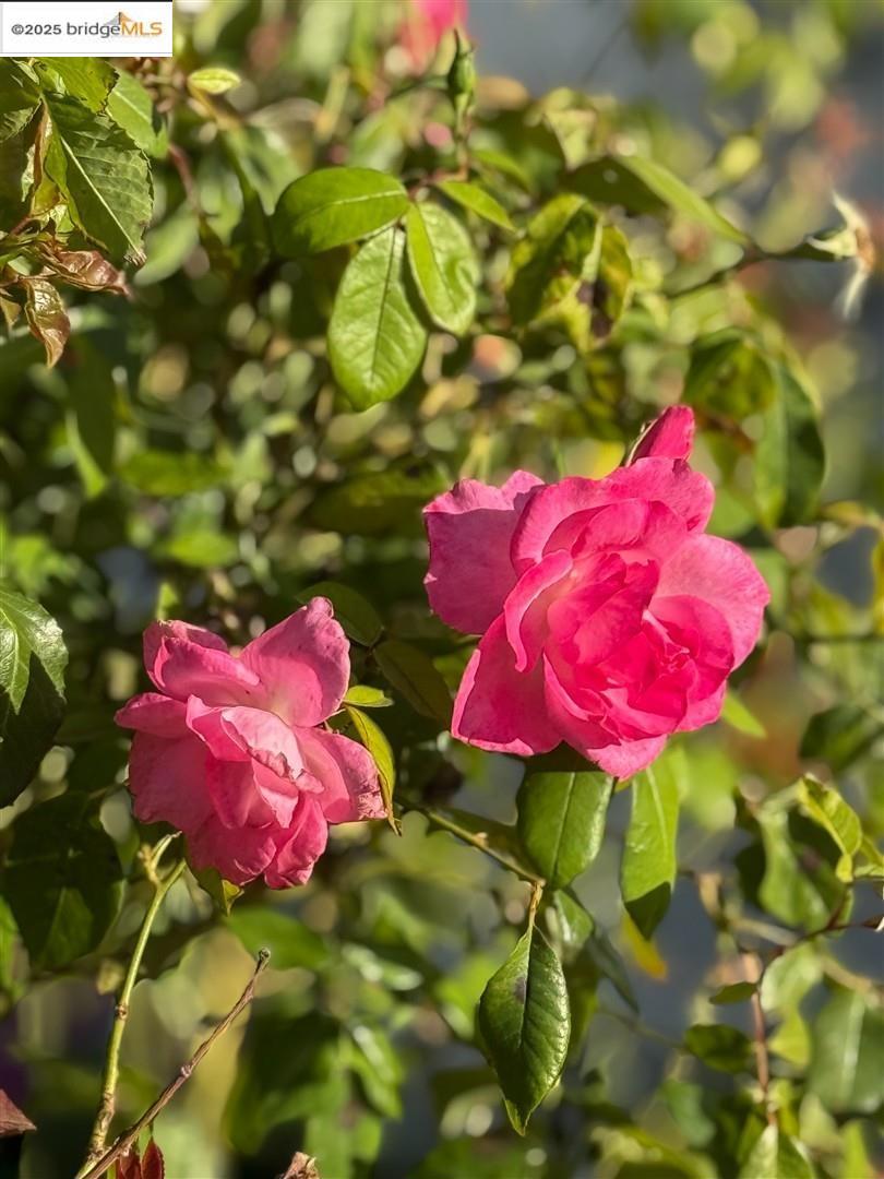 https://media.crmls.org/mediaz/5733a1e1-3109-4cd7-8906-3aad777a4755.jpg?preset=X-Large