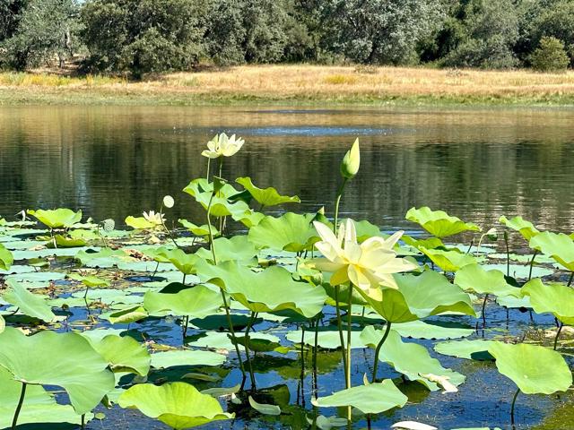 Image 47 of 69 For 25258 Black Canyon Road