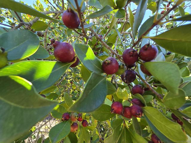 2344 Warmlands Ave, Vista CA: https://media.crmls.org/mediaz/5823d941-a9f3-4525-9afa-e11fdb027082.jpg