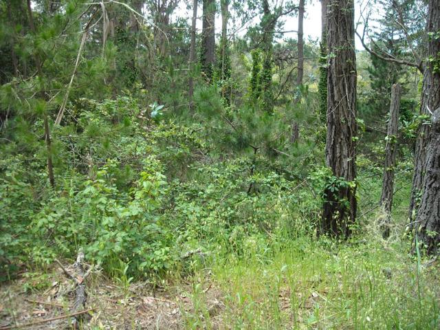 700 Cedar St., Montara CA: https://media.crmls.org/mediaz/584e5463-798a-43cd-ac7b-c1cb42db7b0c.jpg