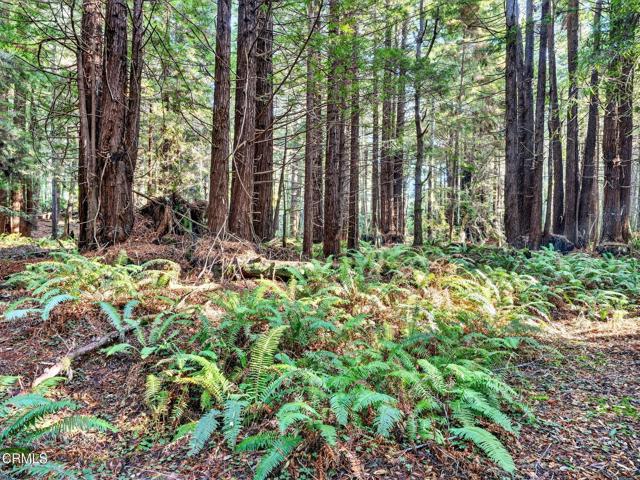 Detail Gallery Image 39 of 49 For 19400 Dorffi Rd, Fort Bragg,  CA 95437 - 3 Beds | 2/1 Baths