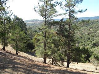 3295 La Mesa Drive, San Carlos CA: https://media.crmls.org/mediaz/589206fe-a68e-4b97-8d5b-5a77d746d31d.jpg