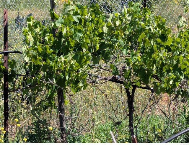 Detail Gallery Image 38 of 45 For 3333 Suncrest Bld, El Cajon,  CA 92021 - 5 Beds | 2 Baths