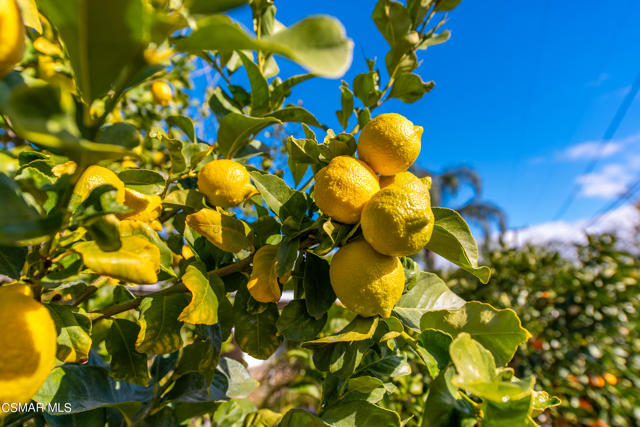 Fruit Trees