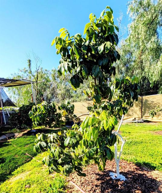 Detail Gallery Image 57 of 64 For 6951 W Lilac Rd, Bonsall,  CA 92003 - 3 Beds | 2 Baths