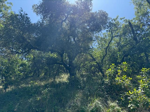 14056 Uvas Road, Morgan Hill CA: https://media.crmls.org/mediaz/58c555d1-c30f-4ecb-8a32-0aa1580f1efa.jpg