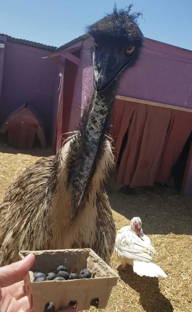 MLS #219138603PS image #13