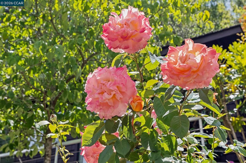 https://media.crmls.org/mediaz/59b07d65-e9a1-483c-a468-7d4cc2bc5972.jpg?preset=X-Large