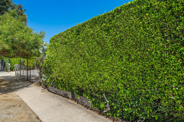 Blake Ficus Hedge