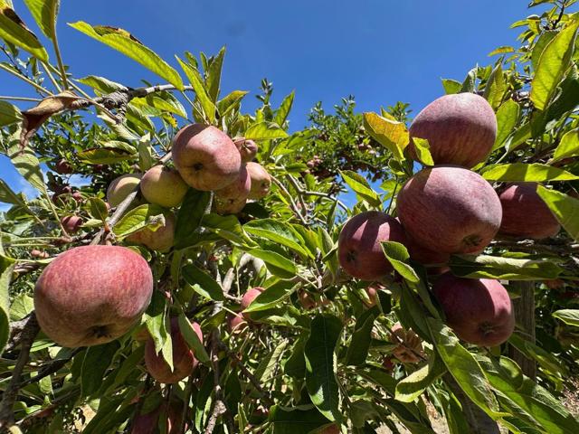 0 Sans Road, Corralitos CA: https://media.crmls.org/mediaz/5b466ad1-ab60-41cd-acb8-234cdca69ed5.jpg