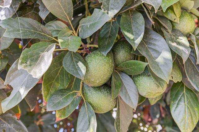 Detail Gallery Image 49 of 49 For 622 South Evergreen Drive Dr, Ventura,  CA 93003 - 2 Beds | 2 Baths