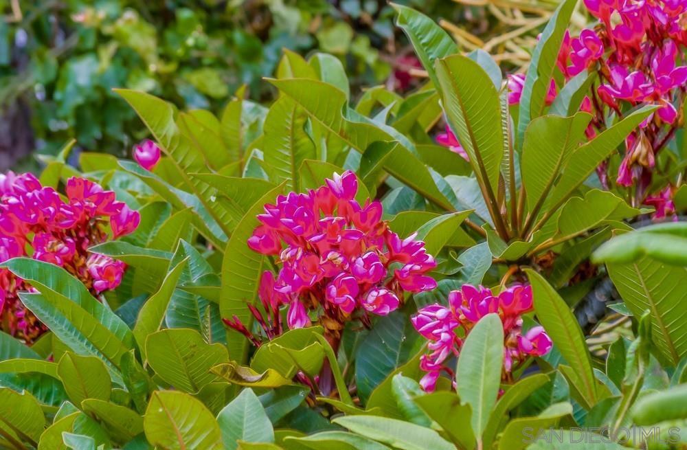 MLS #250036039SD img 53