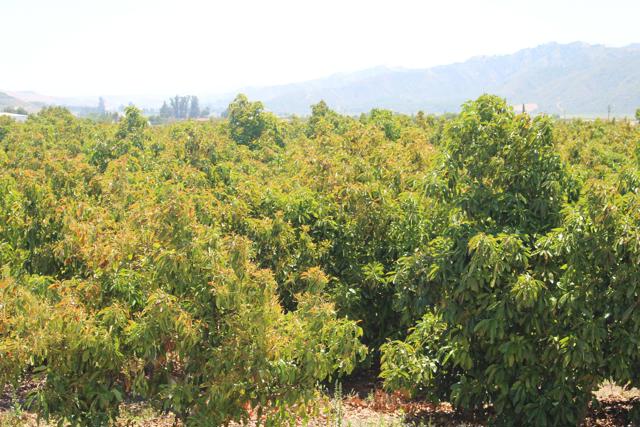 Detail Gallery Image 15 of 33 For 0 Camulos St, Piru,  CA 93040 - – Beds | – Baths