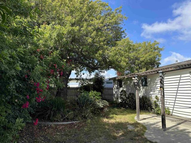 Back yard
