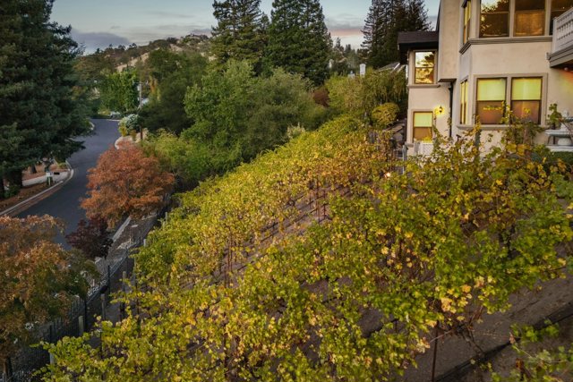 13 Kemp Ct, Alamo CA: https://media.crmls.org/mediaz/5c88874d-5739-4716-acee-6e7350d48920.jpg