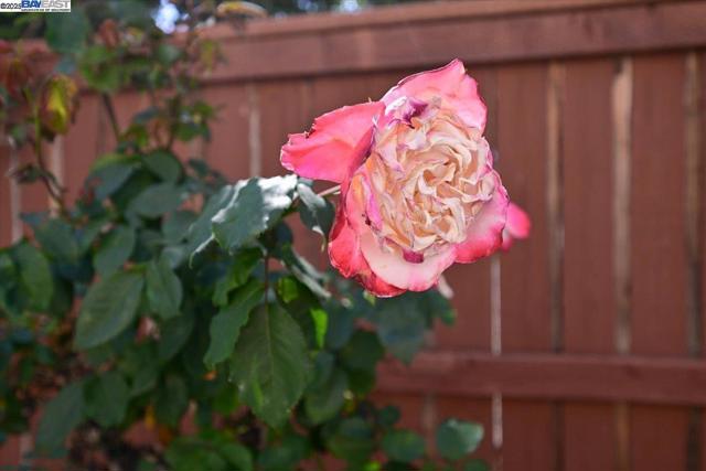 16230 Calypso Ct, San Leandro CA: https://media.crmls.org/mediaz/5cb7ec1b-3b18-4ff2-83f9-e5e53a86f2f0.jpg