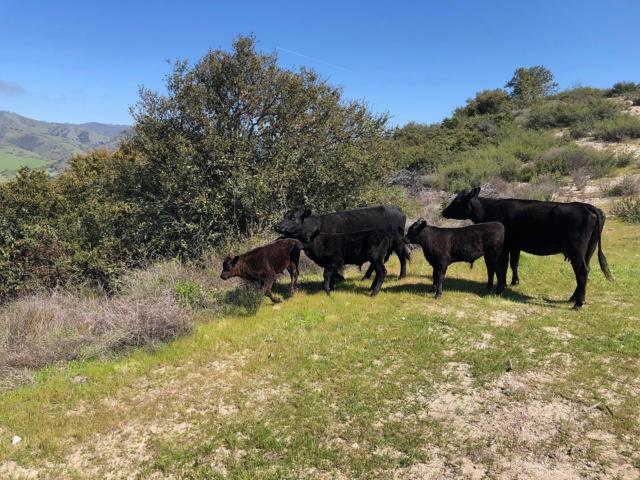 0 Creek Ranch, Carmel Valley Road, Carmel Valley CA: https://media.crmls.org/mediaz/5cf47f8b-6602-45a0-bc41-3b986411d53a.jpg