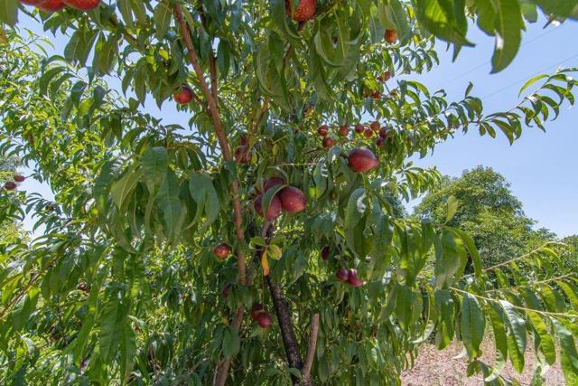 3137 E Valley Parkway, Escondido CA: https://media.crmls.org/mediaz/5d2d0b6d-90fa-4809-92c1-05e039d27d02.jpg