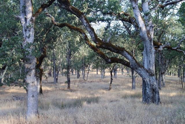 0 Lambert Flat Road, Carmel Valley CA: https://media.crmls.org/mediaz/5da84375-105b-4672-96d4-43720d96bddb.jpg