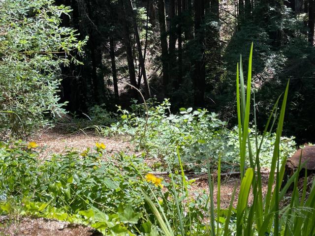 506 Sunset Road, Boulder Creek CA: https://media.crmls.org/mediaz/5dc8b7f1-bb53-4d1c-add7-80ed888c7a2d.jpg