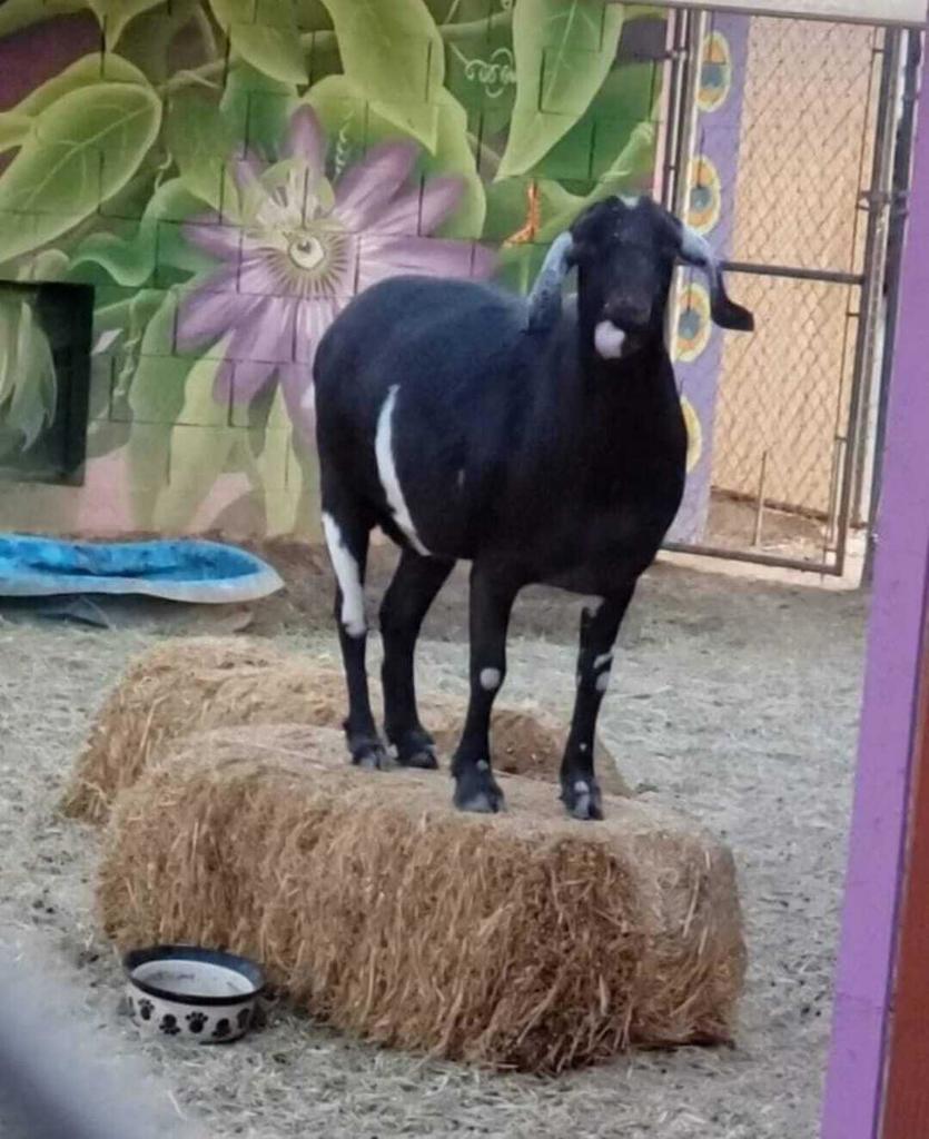 MLS #219138603PS image #34