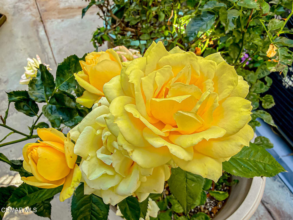 https://media.crmls.org/mediaz/5ec8651d-5a69-4c68-8817-4f52002b3e92.jpg?preset=X-Large