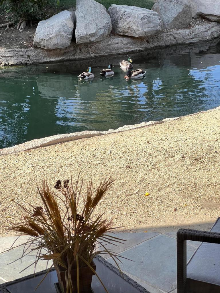 MLS #219137992DA image #25